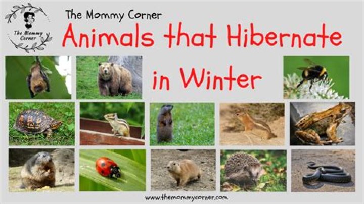 Do bees die in the winter or hibernate?