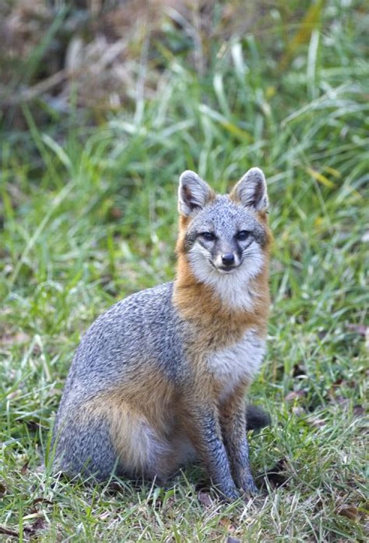 What kind of intercom system does Greyfox use?