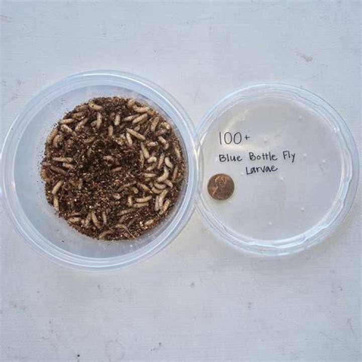 Will a fly die in a container?